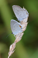 Eastern Tailed-Blue (Cupido comyntas)