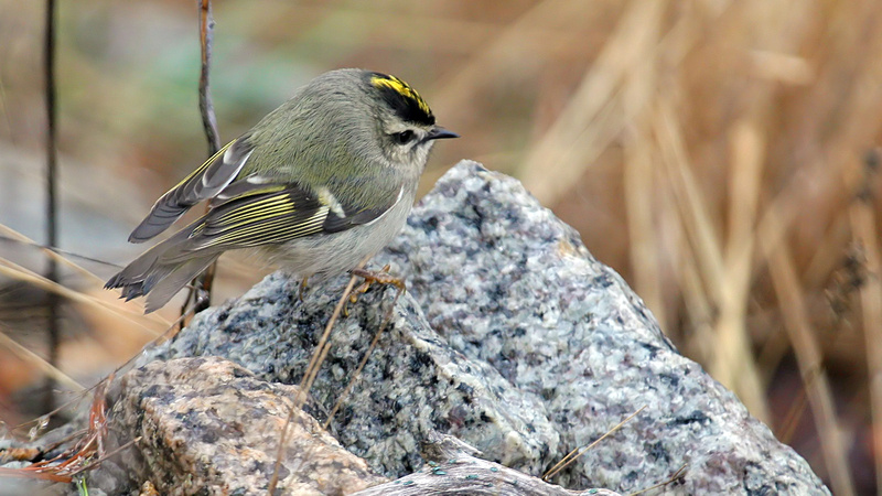 Bruce deGraaf | Old World Warblers, Thrushes & Allies