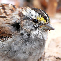 White-throated Sparrow, Molting