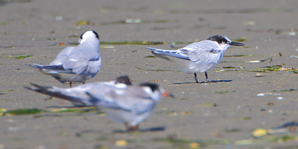Common Terns resting next to a Roseate Tern