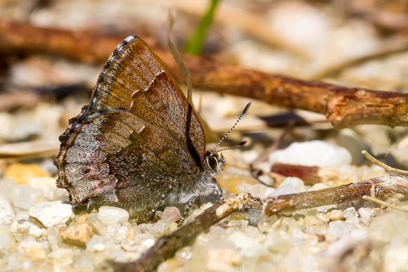 Hoary Elfin (Callophrys polios) with a black spot