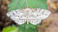 Canadian Melanolophia Moth (Melanolophia canadaria)
