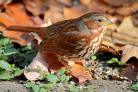 2012/11/11 Backyard Fox Sparrow