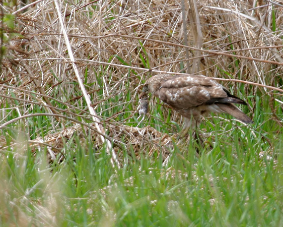Immature Red-tailed Hawk with Mouse