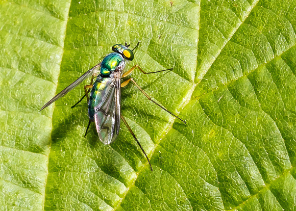 Large Green Long Legged Fly (Chrysosoma leucopogon)