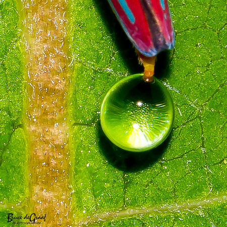 Red-banded Leafhopper (Graphocephala coccinea)