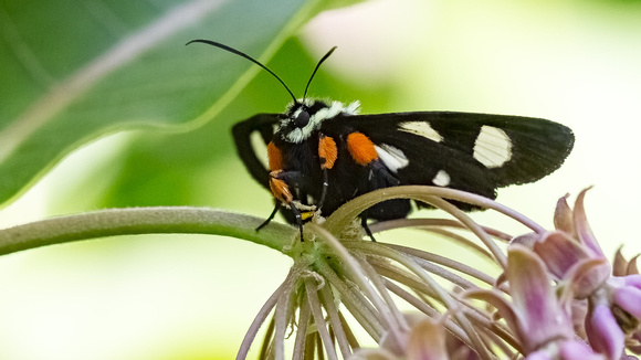 Eight-spotted Forester Moth (Alypia octomaculata)