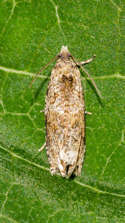 Unknown Moth, dorsal view
