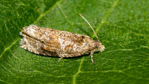 Unknown Moth, ventral view
