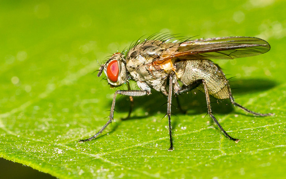 Flesh Fly (Sarcophagidae species}