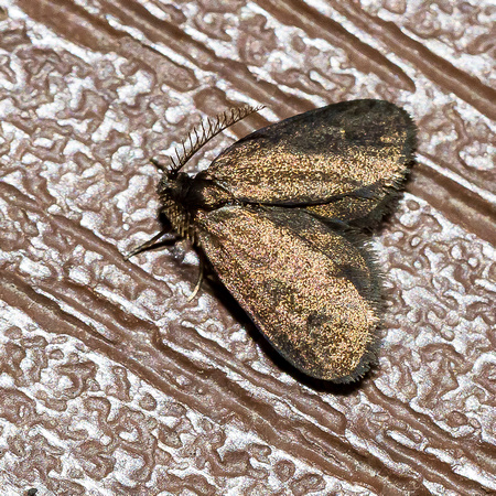 Common Bagworm Moth ( Psyche casta)