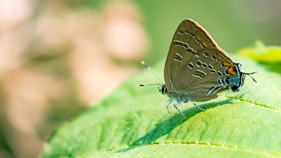 Banded Hairtreak (Satyrium calanus), left side of previous butterfly