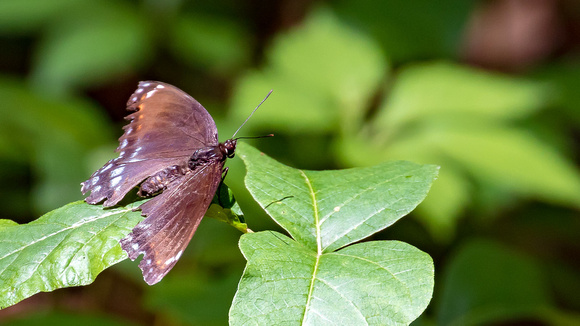 White Admiral / Red-spotted Purple (Limenitis argeis), ntergrade form