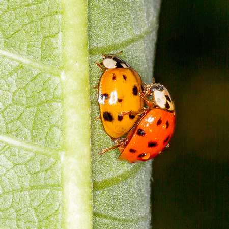 Lady Bugs Mating