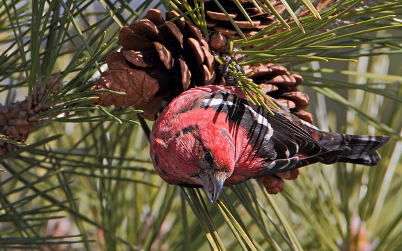 White-winged Crossbill (Loxia leucoptera), male