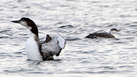 Common Loon (Gavia immer) and Red-throated Loon aka Red-throated Diver (Gavia stellata)