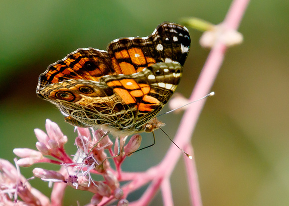 American Lady Butterfly (Vanessa virginiensis )