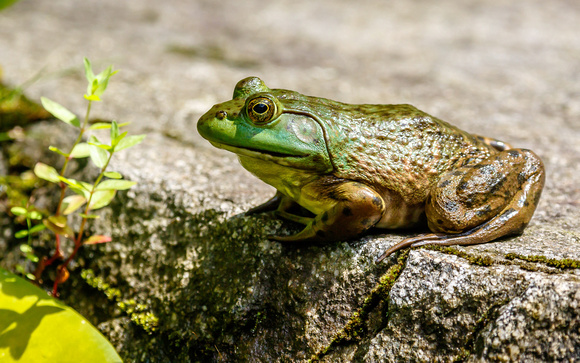 Americsan Bull Frog (Lithobates catesbeianus)