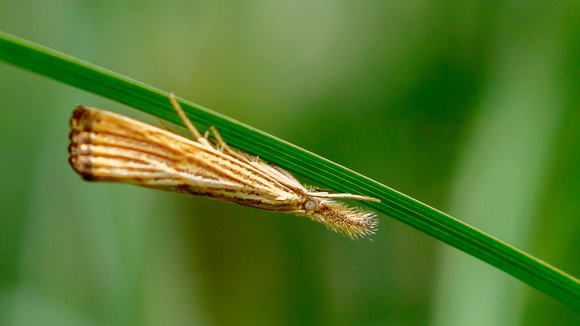 Vegabond Crambus Moth (Agriphila vulgivagellus)