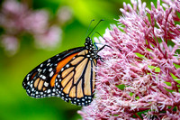 Monarch Butterfly (Danaus plexippus), female