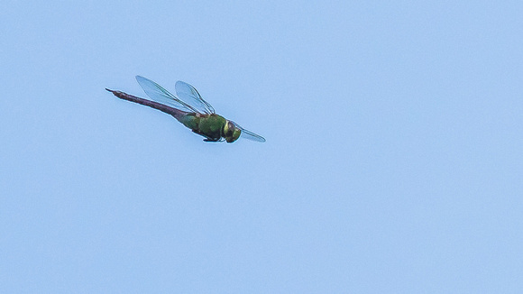 Common Green Darner Dragonfly (Anax junius)