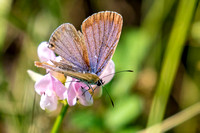 Eastern Tailed Blue Butterfly (Cupido comyntas), male, worn