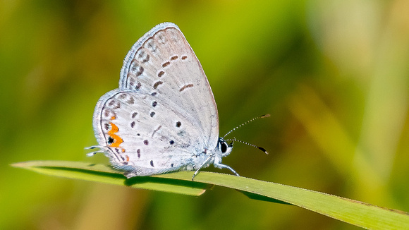 Eastern Tailed Blue Butterfly (Cupido comyntas)