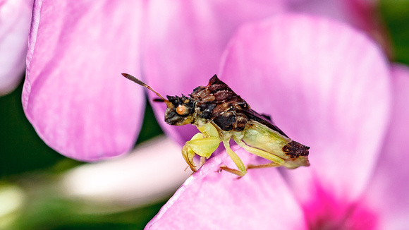 Ambush Bug (Phymata pennsylvanica)