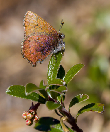 Brown Elfin (Callophrys augustinus)