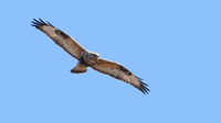Rough-legged Hawk, Light (Buteo lagopus)