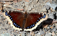 Mourning Cloak (Nymphalis antiopa) Butterfly