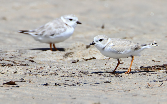 Piping Plover