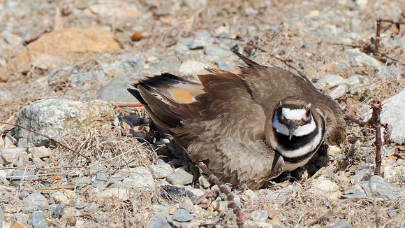 Killdeer on its nest and pretending to be injured