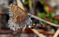 Hoary Elfin (Callophrys polia) or Frosted Elfin Hybrid?  Hoary!