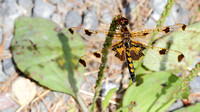 Calico Pennant (Celithemis elisa) Dragonfly, female