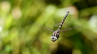 Harlequin Darner (Gomphaeschna furcillata) Dragonfly, male, in flight