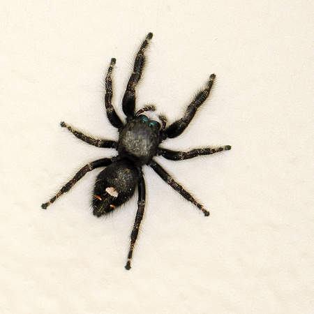 Bold or Daring Jumping Spider (Phidippus audax)