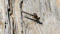 Hudsonian Whiteface Dragonfly (Leucorrhinia hudsonica), female