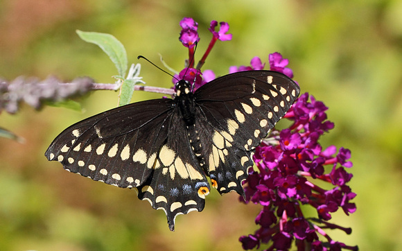 Black Swallowtail (Papilio polyxenes), aberrant form
