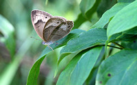 Appalachian Brown (Satyrodes appalachia)