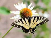 Eastern/Canadian Hybrid Tiger Swallowtail (Papilio canadensis)