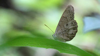 Appalachian Brown (Satyrodes appalachia), we used this poor photo to ID it