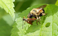 Robber Fly, Bumble Bee Mimic (Laphria macquarti) with prey