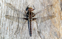 Blue Corporal (Libellula (Ladona) deplanata) Dragonfly, male, immature