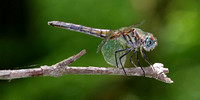 Blue Dasher (Pachycliplax longipennis), female