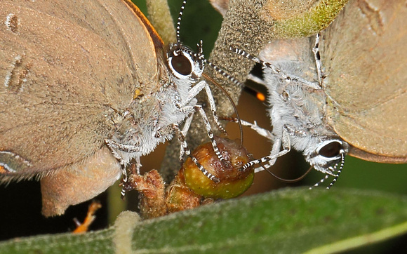 Edwards' Hairstreak (Satyrium edwardsii) feeding on an Oak Pip Gall, close-up view
