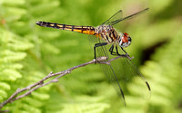 Blue Dasher (Pachydiplax longipennis) Dragonfly, female