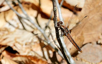 Chalk-fronted Corporal Dragonfly (Libellula (Ladona) julia), female