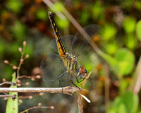 Blue Dasher (Pachydiplax longipennis) Dragonfly, female obelisk-like posture