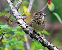 Lincoln's Sparrow